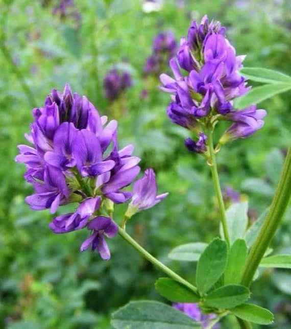 Alfalfa Seeds 1600 Count Non-GMO Cover Crop Medicago sativa L. Organic Gardening