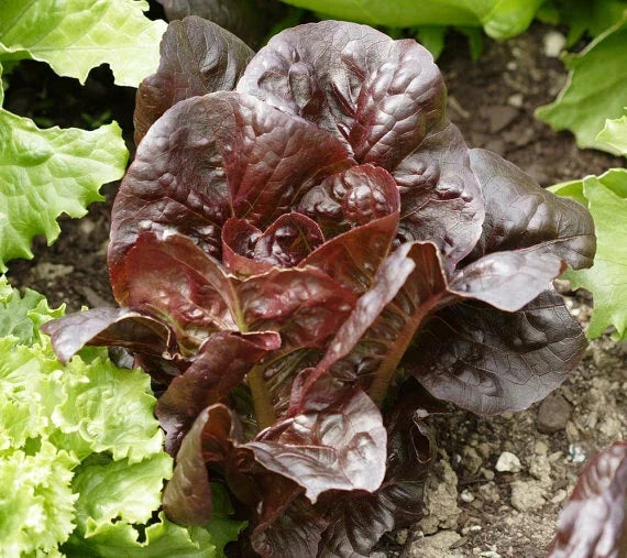 Super Red Romaine Lettuce Seeds - Bulk Heirloom, Crispy Red Leaf Lettuce - Lactuca sativa, Salad Greens, 500-5000 Seeds