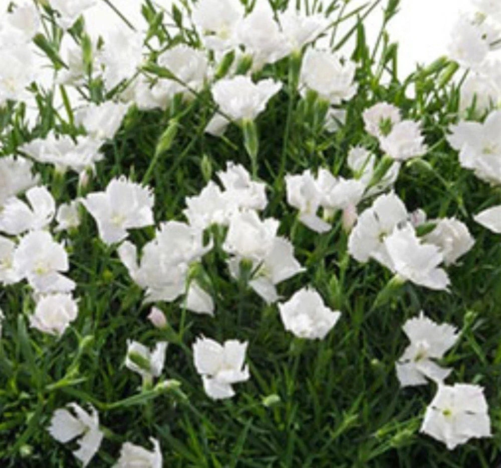 Beauties Annabelle Dianthus Bare Root Perennial Plant with White Flowers - Dianthus spp. - Garden Flower Set of 3
