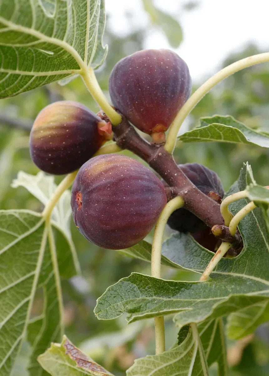 Olympian Fig Tree Bare Root Plant 16+ Inches Ficus carica 'Olympian' Cold Hardy to Zone 6-10