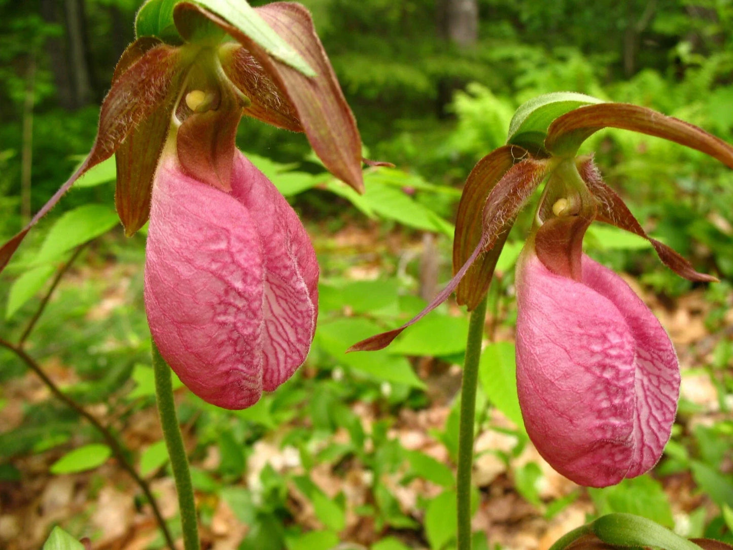 Pink Lady’s Slipper Orchid - Double Crown, Cypripedium Acaule, Native Pink Flower, Woodland Garden Plant