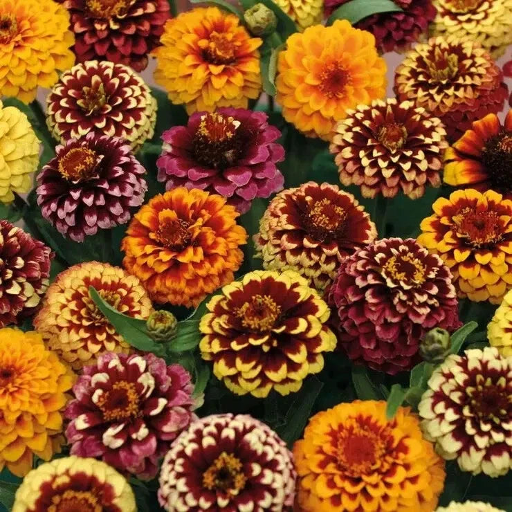 Aztec Mix Zinnia Seeds - 100+ Pack for Garden Planting - Zinnia elegans - Vibrant Flower Seeds for Borders & Cut Flowers