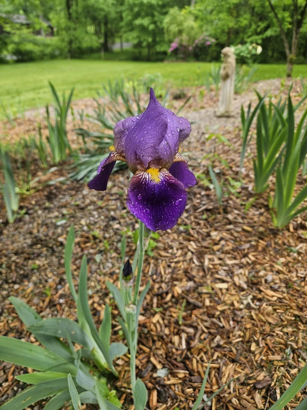 Purple Bearded Iris Rhizome - Tall Heirloom Bulb - Iris germanica Bare Root for Garden, Flower Bed, Landscaping