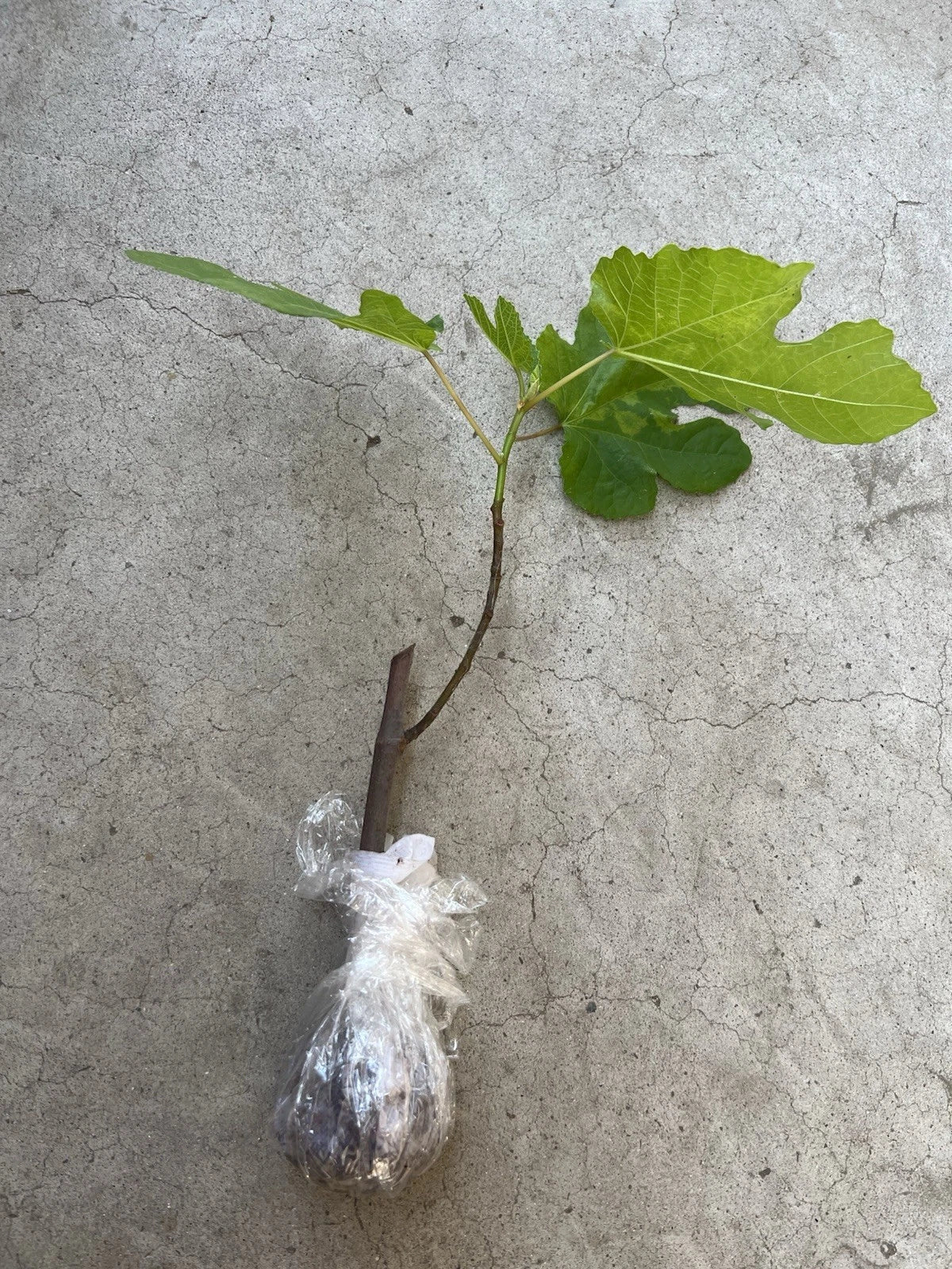 Fig Tree Cutting 10-inch Fresh Bareroot Mature Old Plant Fruit Variety for Garden, Orchard, Container Growing