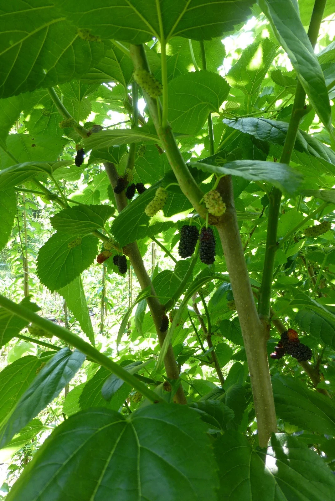 Black Mulberry Scions Morus nigra Grafting Cuttings for Fruit Tree Propagation, Dormant Live Stems
