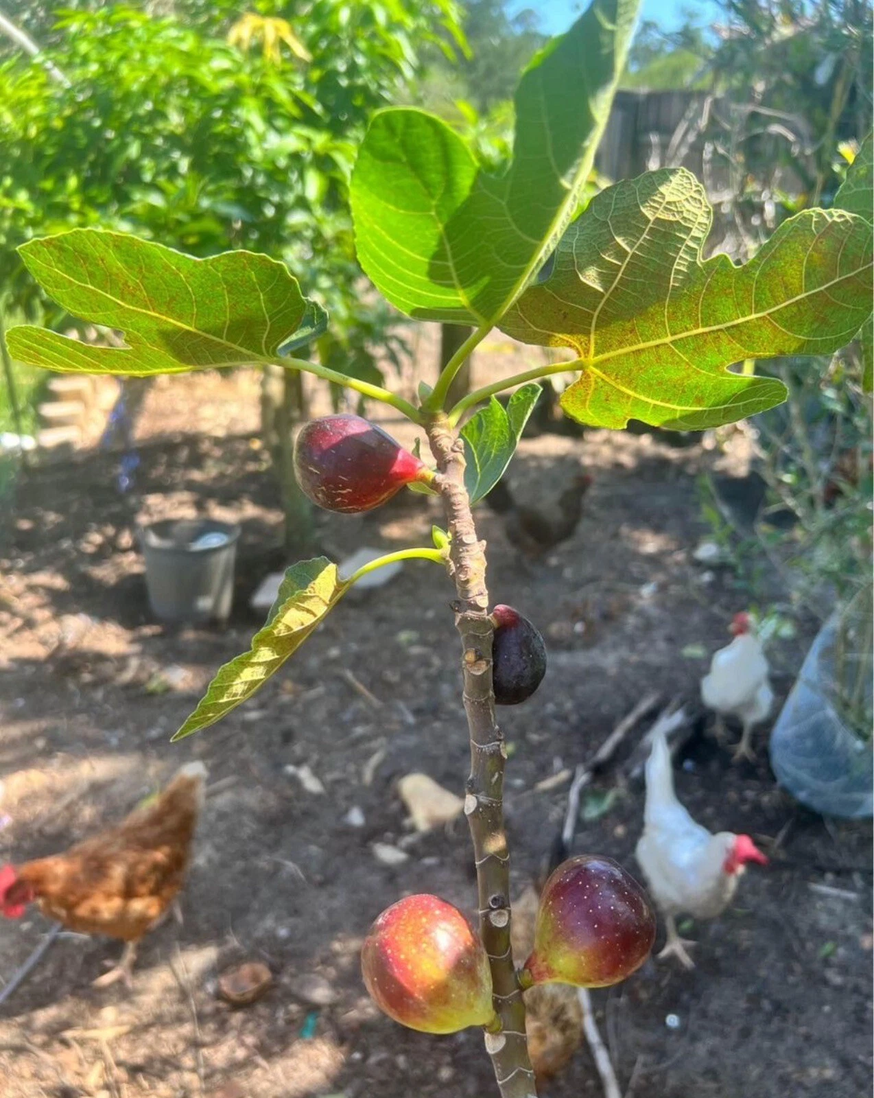 LSU Purple Fig Scion Cuttings – 5 Pack for Grafting Ficus carica Fruit Tree Propagation