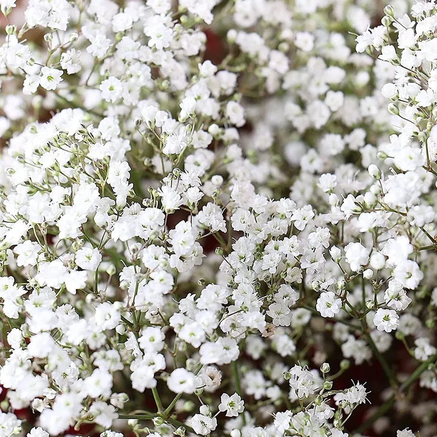 Babys Breath Seeds - 1,000 Count - Easy to Grow Annual Flowers Gypsophila elegans