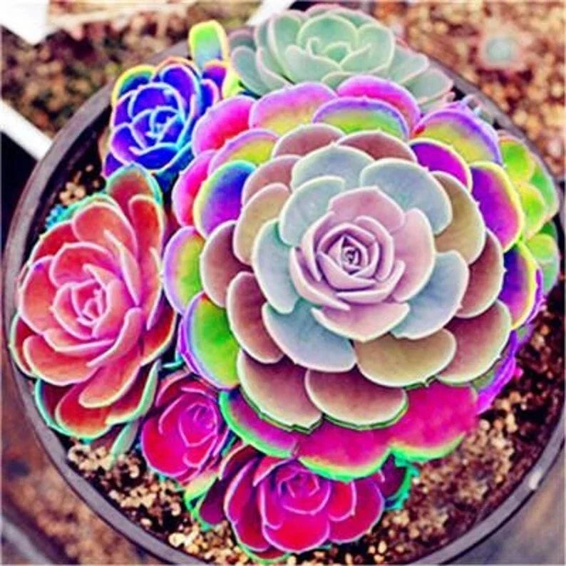 Lotus Lithops Succulent Seeds Mix - 100PCs, Colorful Varieties, Easy to Grow, Indoor Garden, Cactus-Like Succulents, Lithops spp.