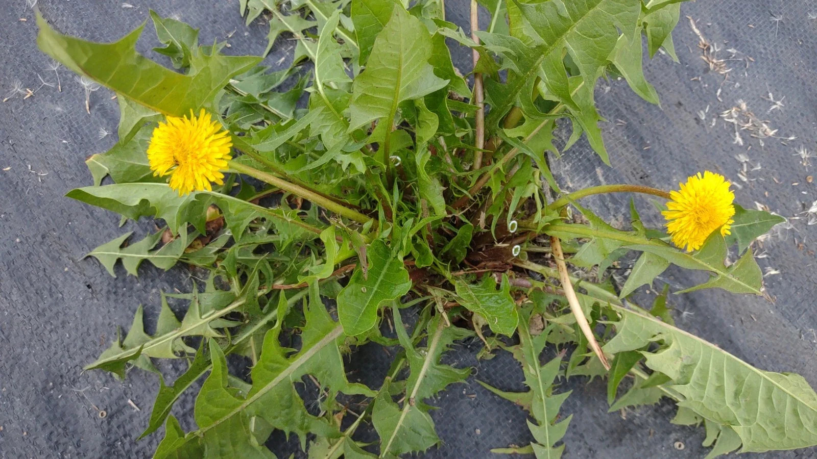 Wild Organic Dandelion Plants, 25+ Taraxacum officinale Perennial, Heirloom, Non-GMO, Bright Yellow Flowers, Easy to Grow