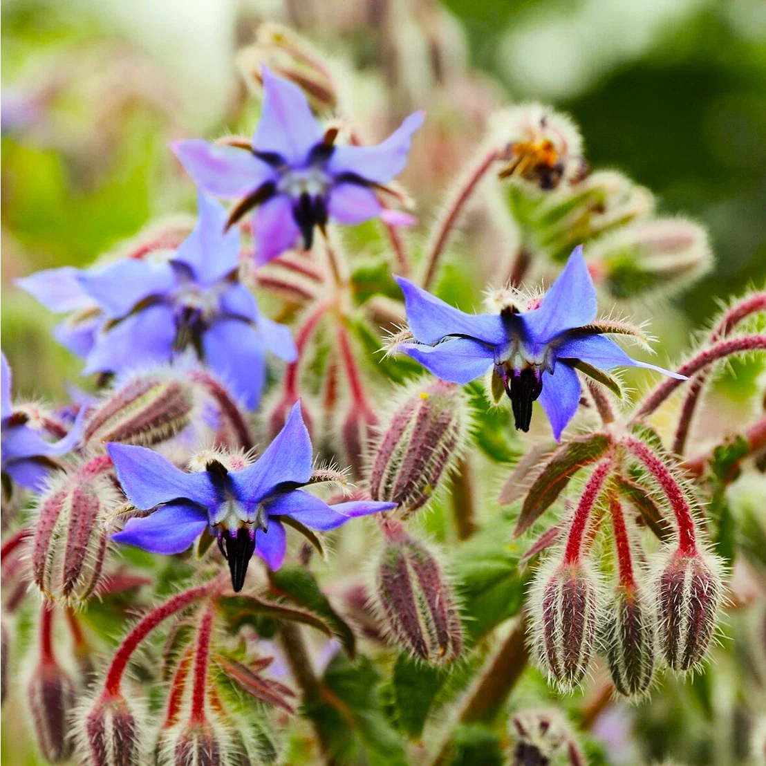 Borage Seeds - Starflower Blue Purple Flowers - Borago officinalis for 2025 Planting, Edible Herb, Pollinator Attractant