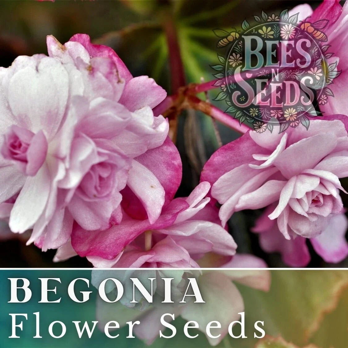 Orchid Ecstasy Begonia Seeds – 45 or 125 Non-GMO Flower Seeds for Vibrant, Colorful Begonia x hybrida Blooms in Gardens & Pots