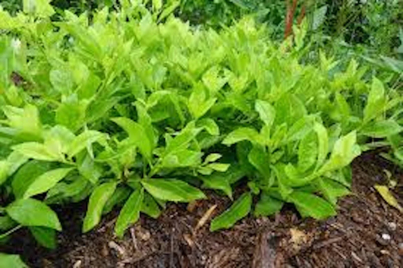 Longevity Spinach Starter Plants 5 Pack Gynura Procumbens Edible Greens Indoor Outdoor Gardening