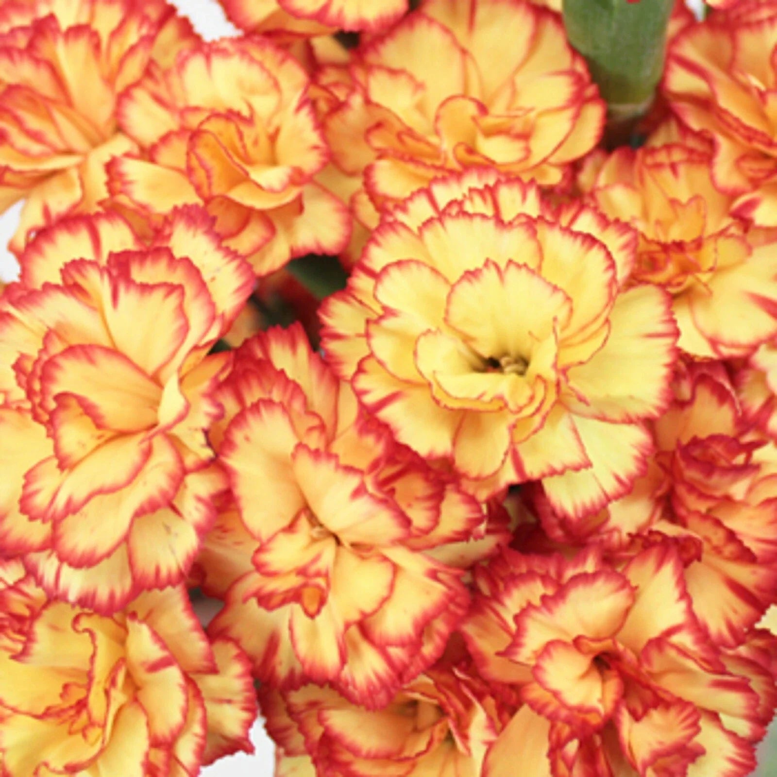Carnation Seeds - 100 Yellow Orange Dianthus caryophyllus Perennial Flower Seeds for Garden Bed, Border & Cut Flowers