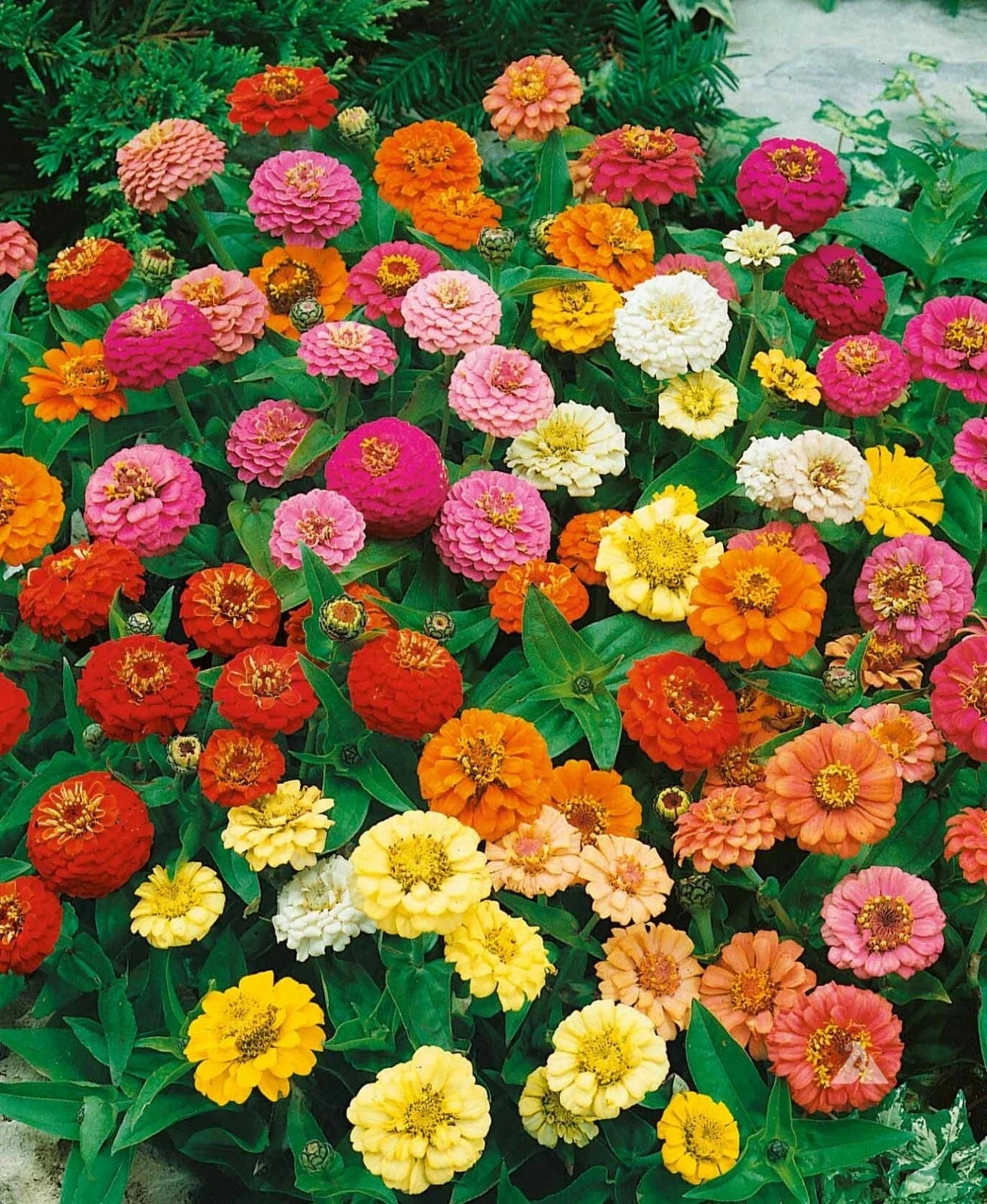 Zinnia Seeds - Thumbelina Mix Dwarf - Attracts Butterflies & Hummingbirds - Non-GMO - 200 Seeds - Compact Annual Flower