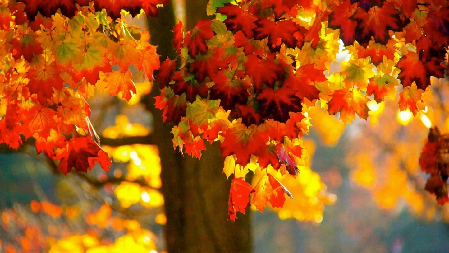 Norway Maple Tree Seeds - 20 Count - Acer platanoides - Fall Foliage