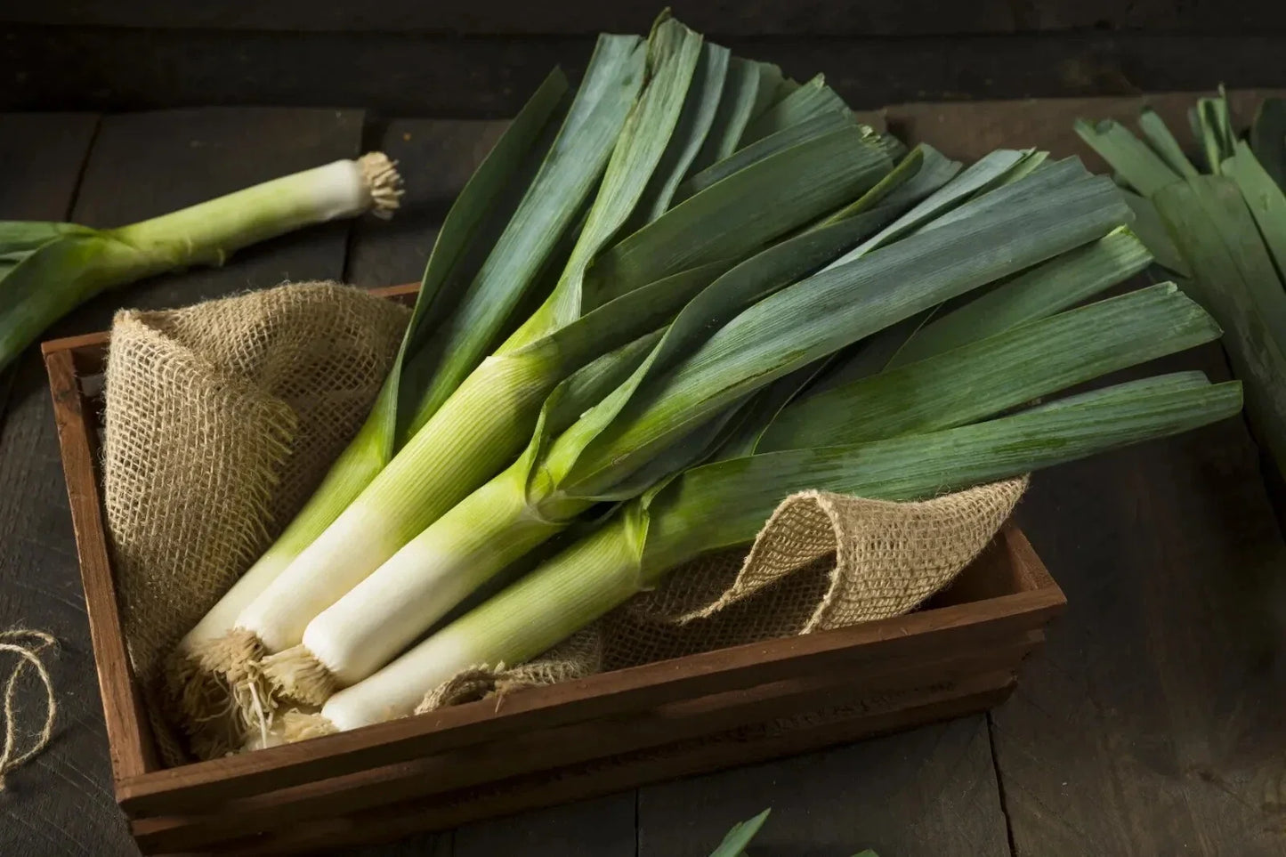 Giant Musselburgh Leek Seeds - Scotch Giant, Non-GMO Heirloom Allium ampeloprasum