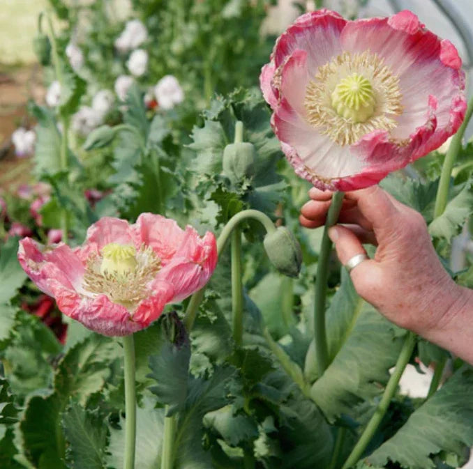 Poppy Seeds - 500 Organic Qis Bowling Ball Seeds - Large Pink Flowers - Papaver somniferum