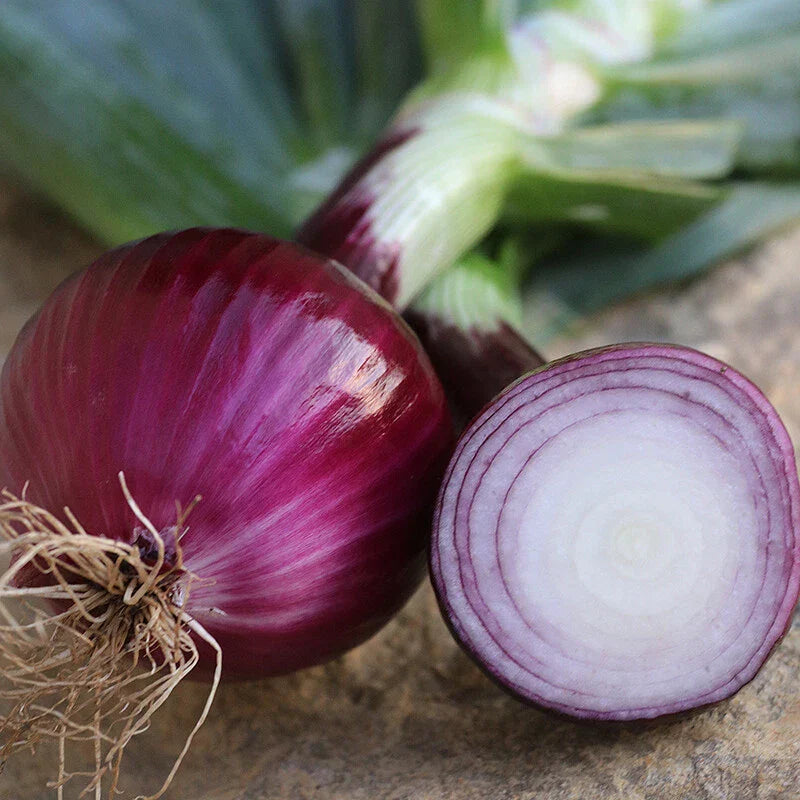 Ruby Red Onion Seeds NON-GMO Long Day Heirloom Quality Free Shipping