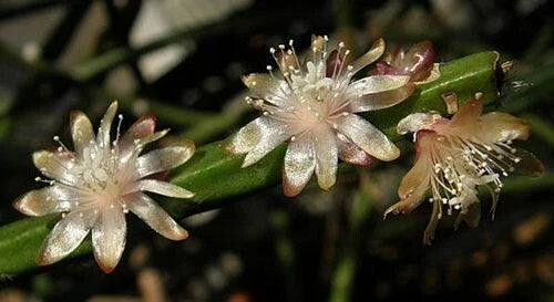 Rhipsalis Dissimilis Cuttings - 4 Inch Orchid Cactus with White Flowers - Succulent Plant Set for Indoor Garden