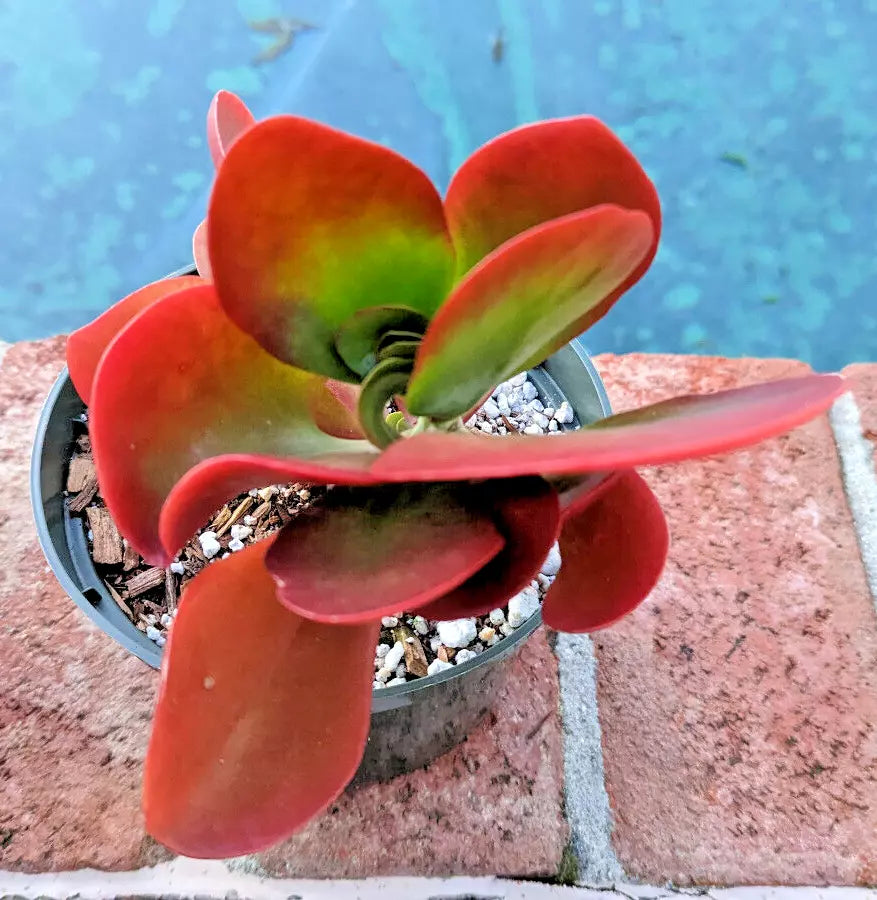Kalanchoe 'Dragonfire' - Rare Succulent with Bright Red Leaves in 4" Pot
