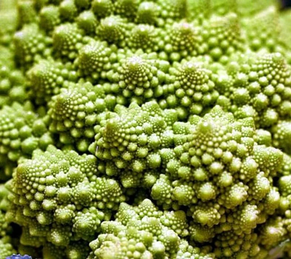 Broccoli Romanesco Seeds - 5000 Count Heirloom Brassica oleracea var. botrytis Fractal Shape