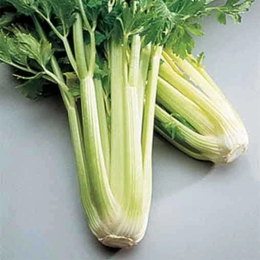 Golden Self Blanching Celery Seeds | Heirloom Non-GMO Vegetable Garden Seeds | Apium graveolens