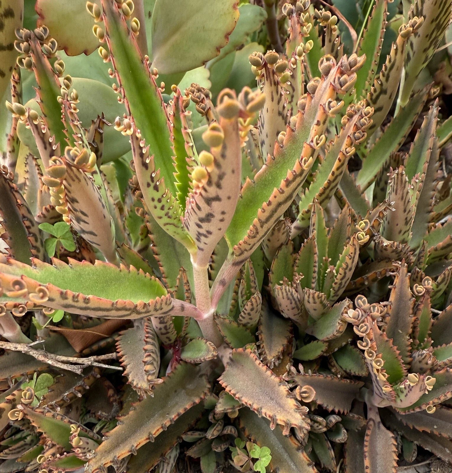 Mother of Thousands Succulent Plant – 3–5 Inches Live Bare Root Kalanchoe daigremontiana Indoor or Outdoor