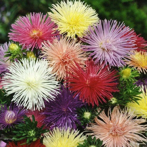 Nova Mix Aster Seeds - 50 Flower Seeds - Colorful Perennial Aster dumosus for Borders & Cut Flowers