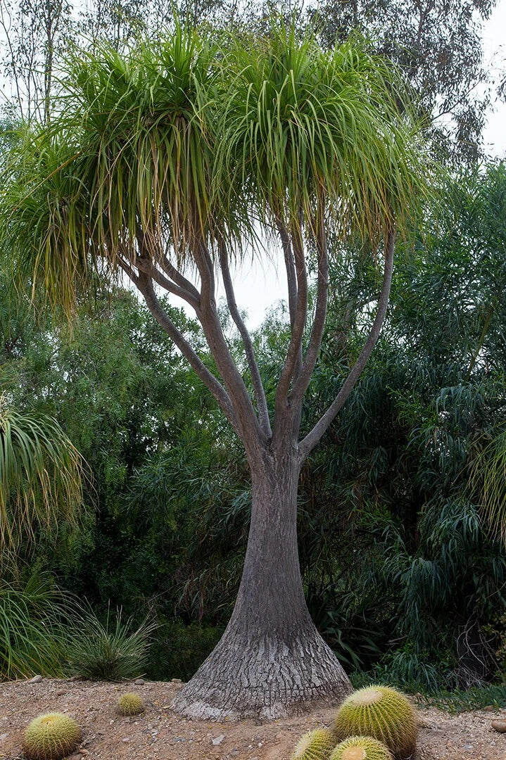 Ponytail Palm Seeds - Beaucarnea Recurvata - 20 Pack - Indoor & Outdoor Succulent Seeds for Gardening