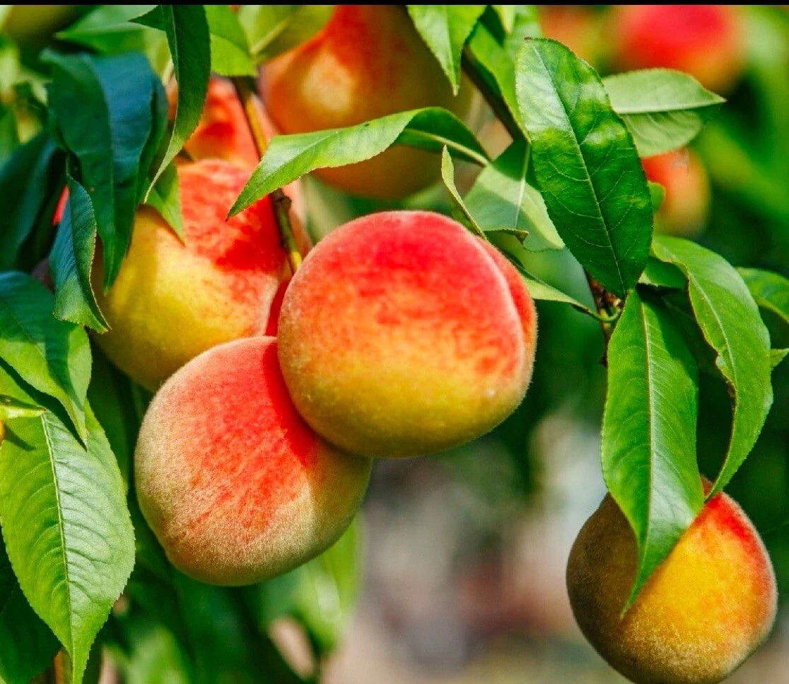 California Peach Tree Cuttings - 6" Live Prunus Persica Edible Fruit Plant for Home Gardens