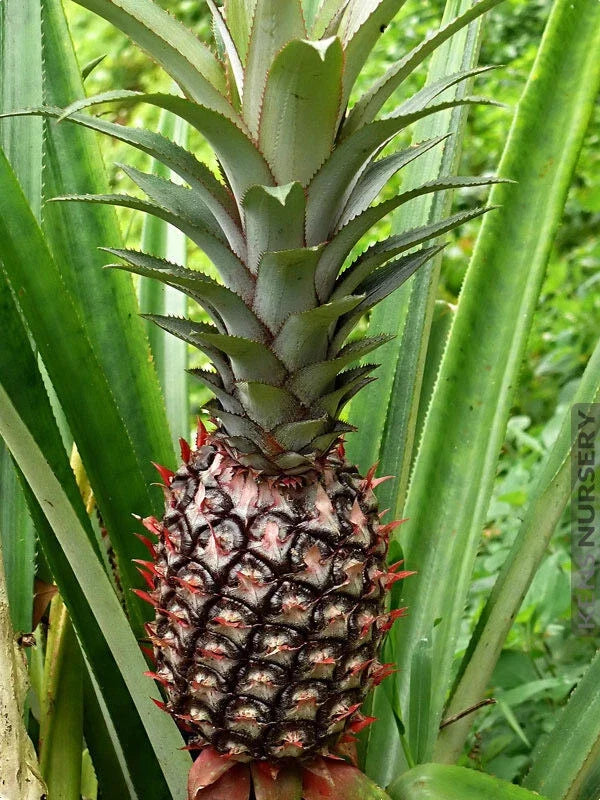 Smooth Cayenne Pineapple Seeds - 15+ Ananas comosus Garden Seeds for Home Growing, Tropical Fruit Planting, USA Grown