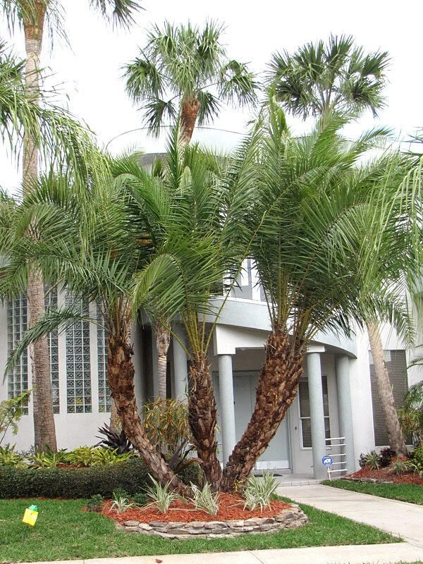 Senegal Hybrid Date Palm Tree - 5-Year-Old Phoenix Reclinata Live Plant in Biodegradable Pot