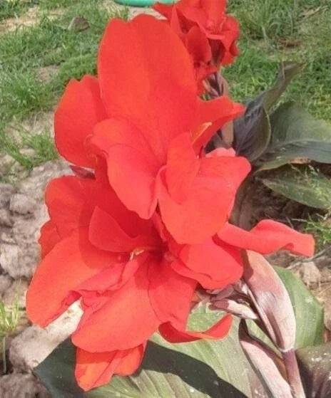 Canna Lily Seeds 10 Pack Atlantic Beauty Bright Red Flowers Canna indica Garden Seeds