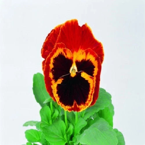 Pansy Seeds 50 Pack Swiss Giant Red & Gold Viola tricolor var. hortensis Garden Flower Bulbs