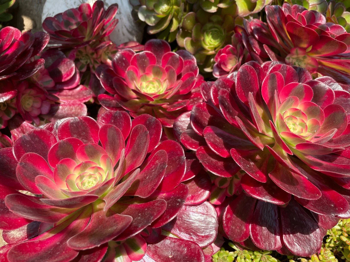 Aeonium Medusa Succulent Cutting or Rooted Plant - Pink to Purple Variegated Easy Care Houseplant