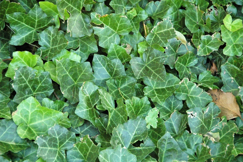 English Ivy Seeds - Hedera helix Climbing & Trailing Plant Pack of 10 for Indoor & Outdoor Gardening
