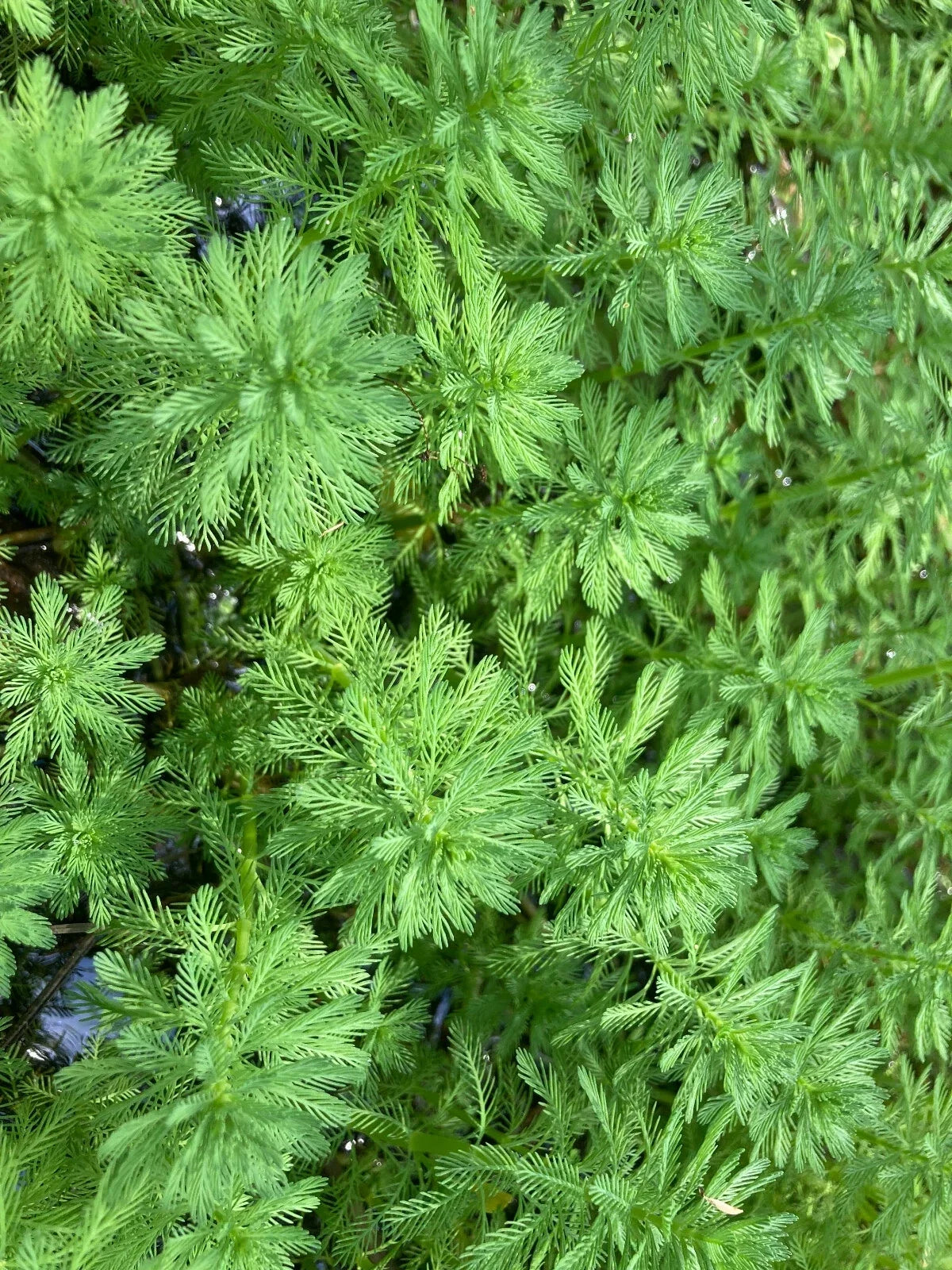 20 Parrot Feather Aquatic Plants - Myriophyllum aquaticum - Hardy Perennial for Ponds & Aquariums, Emersed & Submerged Growth