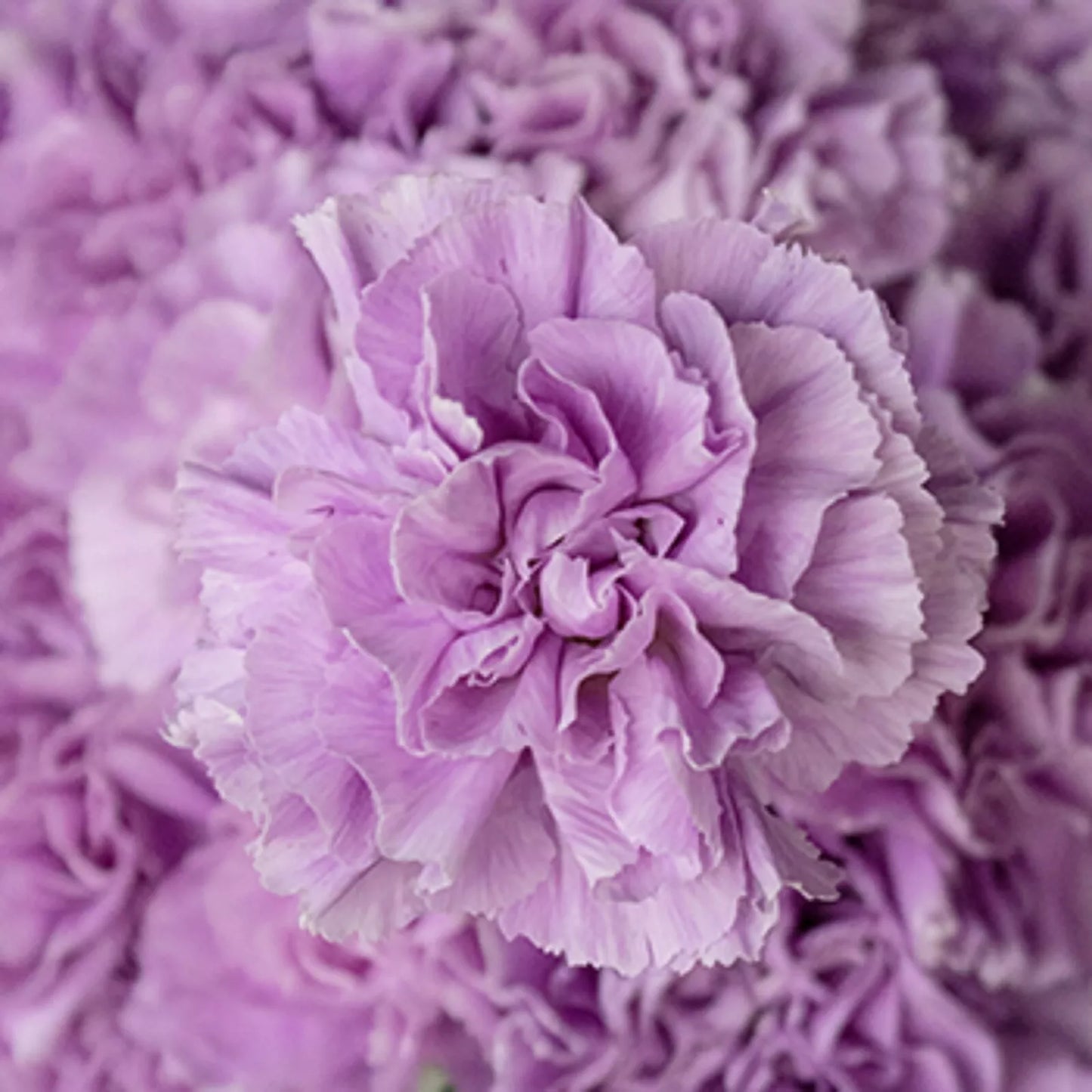 Lavender Carnation Seeds - Perennial Dianthus Flower Seeds for Garden, Borders, and Cut Flowers, 100 Pack