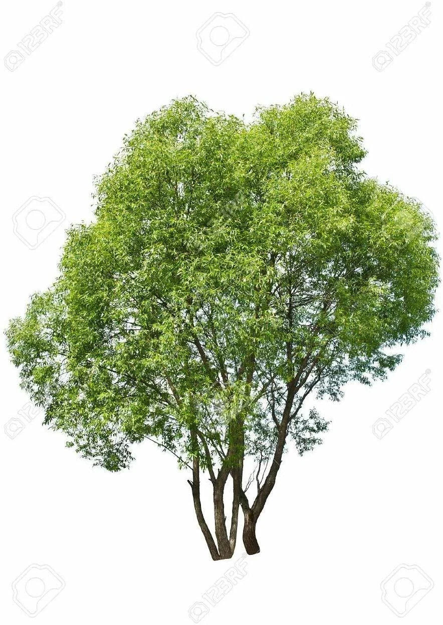 Aussie Hybrid Willow Tree Cuttings - 12 Pieces, Fast Growing, Privacy Screen, Shade, Salix spp.