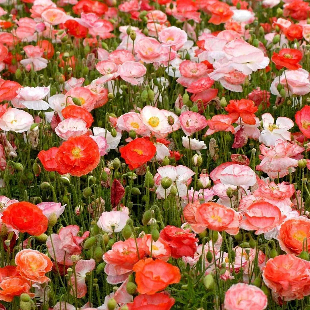 Double Shirley Poppy Seeds 1000+ Mixed Colors - Papaver rhoeas - USA Seller