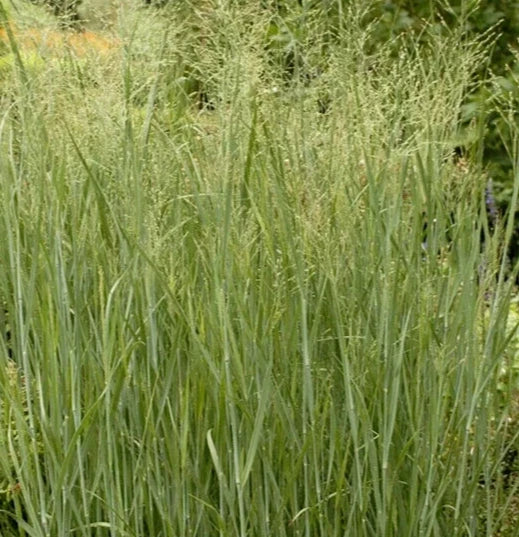 Switch Grass Seeds 500+ Pack - Panicum Virgatum Perennial Ornamental Grass