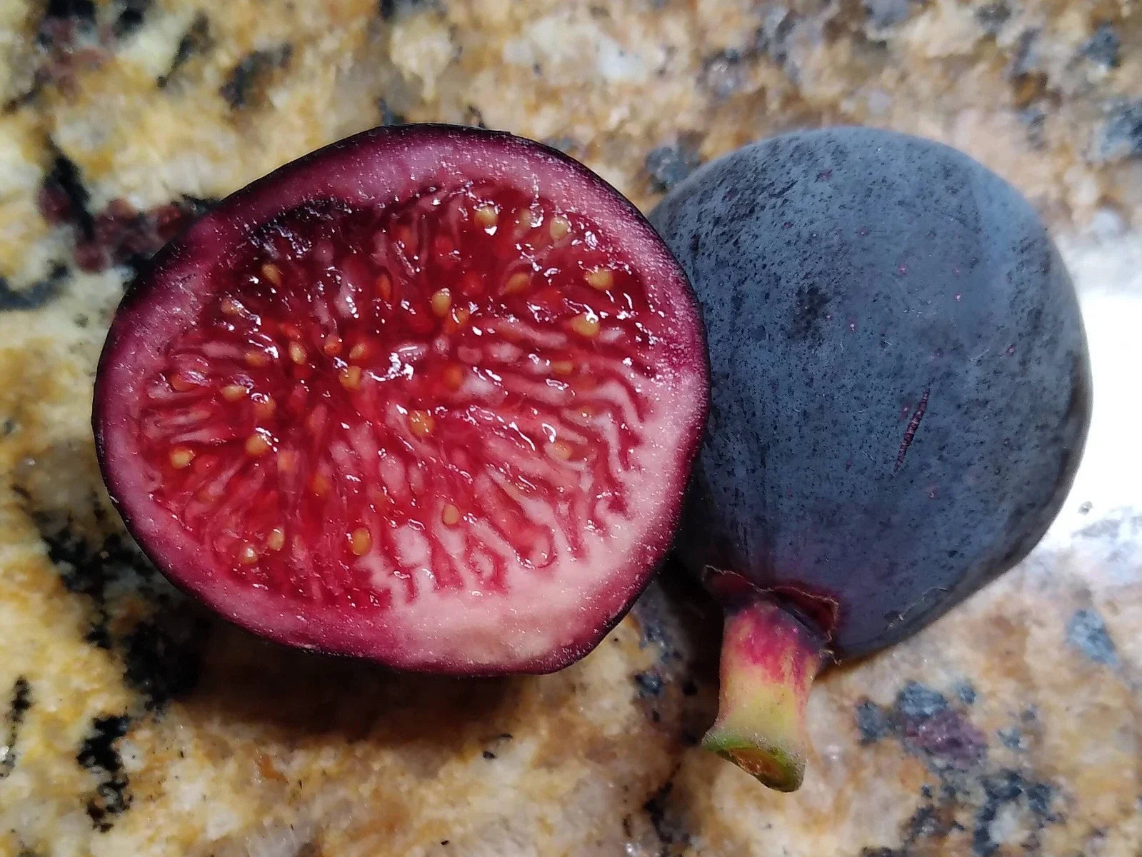 Guajome Fig Tree Cuttings - 2 Purple Figs - Easy to Root Ficus carica Propagation for Garden or Patio