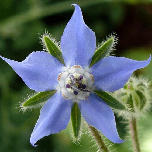 Borage Seeds | Heirloom Non-GMO Herb Seeds | Borago officinalis | Edible Blue Flowers & Culinary Herb