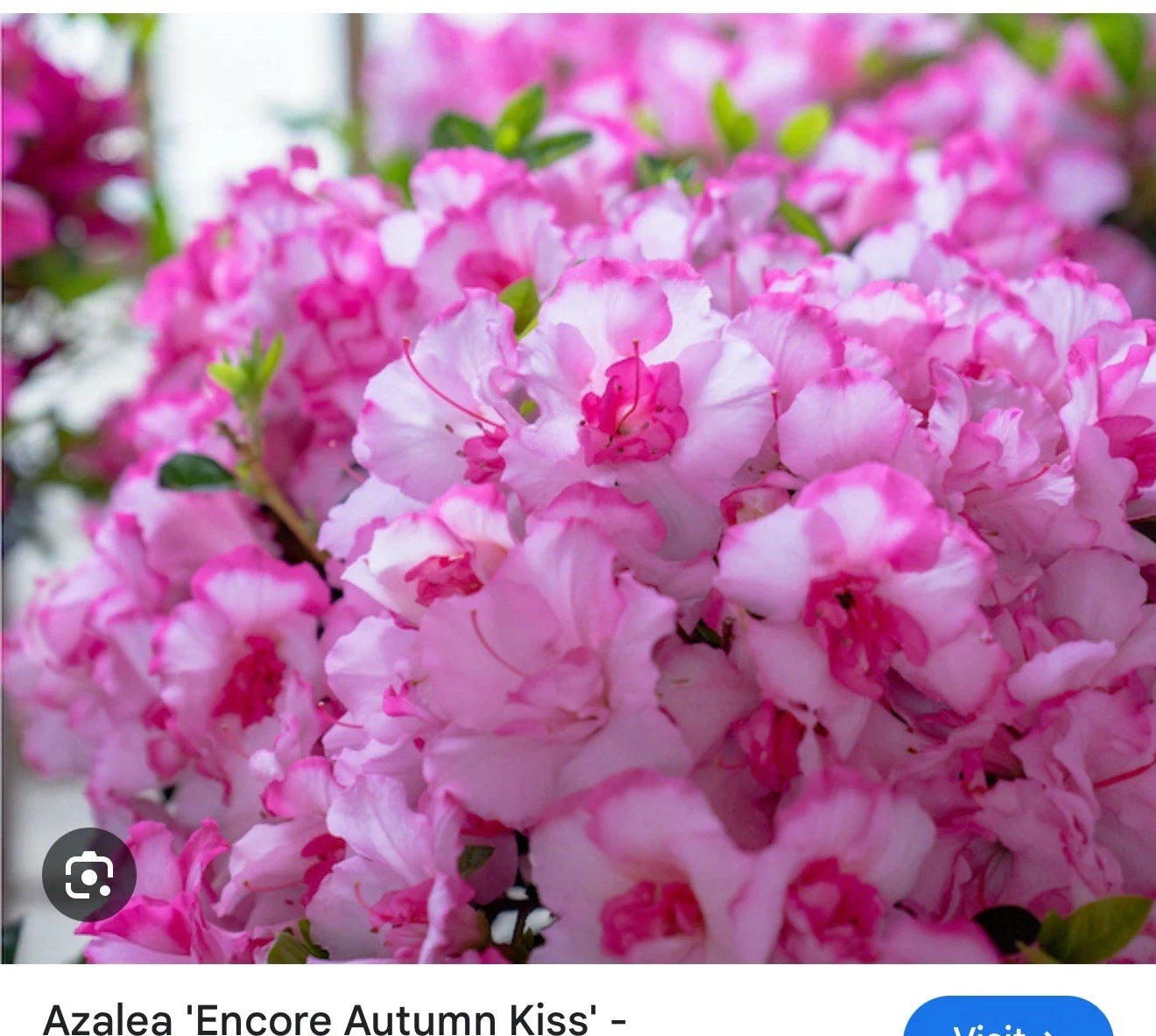 Encore Autumn Kiss Azalea Starter Plant - Rhododendron 'Autumn Kiss' - Deciduous, Colorful Blooms, Well-Rooted 1-Gallon Pot