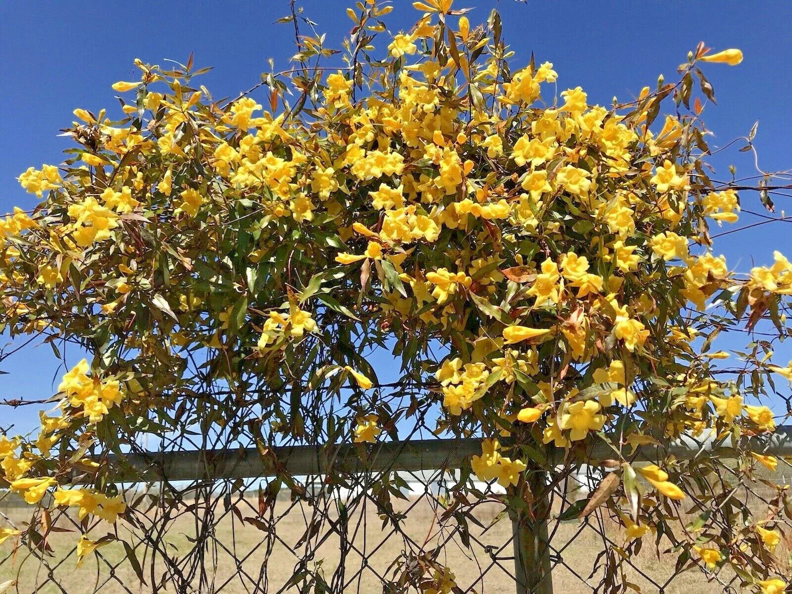 Carolina Jasmine Starter Climbing Plant – 7 Bare Root Yellow Vines for Trellises & Fences – Gelsemium sempervirens