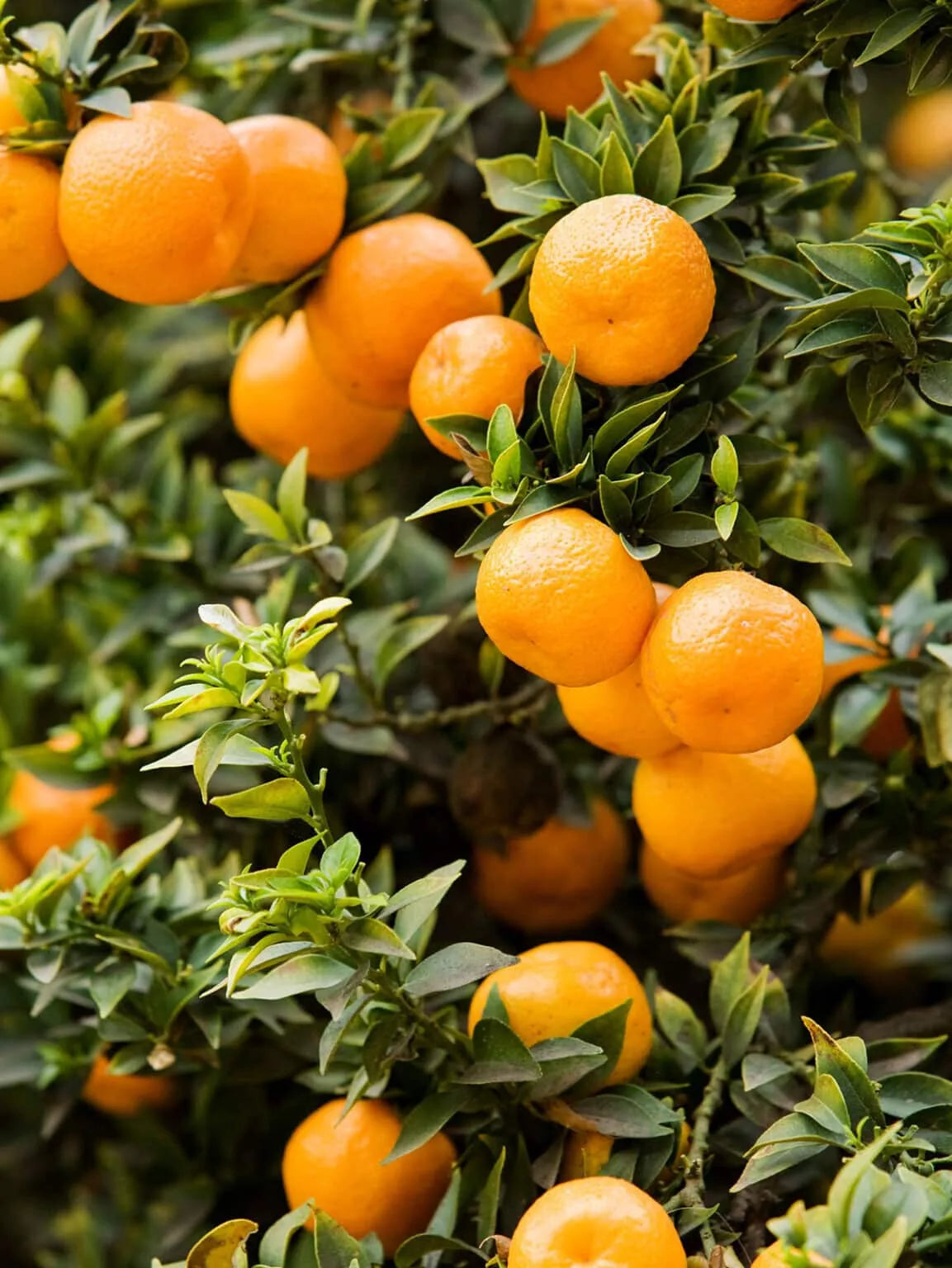 Chinotto Orange Seeds – Citrus myrtifolia – Compact Evergreen Shrub for Garden & Indoor Planting – 5+ Seeds