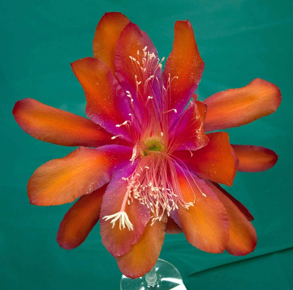 Epiphyllum Hybrid 'Tel Star' Succulent in 4" Fully-Rooted Pot, Exotic Pink-Red Flowering Cactus, Epiphyllum spp.