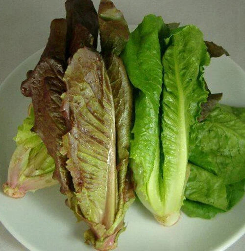 Red Romaine Lettuce Seeds - 500+ Non-GMO Lactuca sativa Heirloom Salad Greens for Home Gardens & Containers