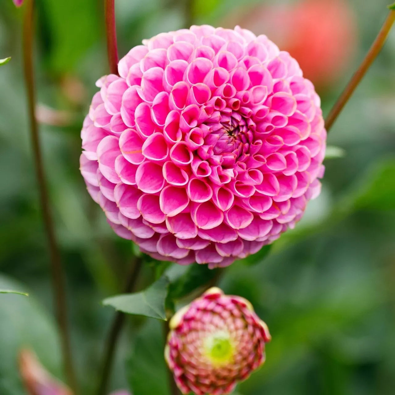 25 Dahlia Seeds Franz Kafka Variety Perennial Flower Seeds for Vibrant Blooms Garden Planting