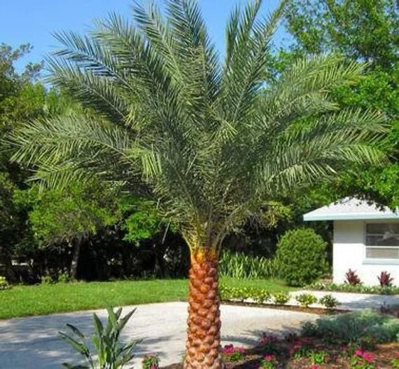 Sylvester Palm Bare Root 5 Inches Tall Indoor Tropical Plant Phoenix sylvestris for Container Gardening